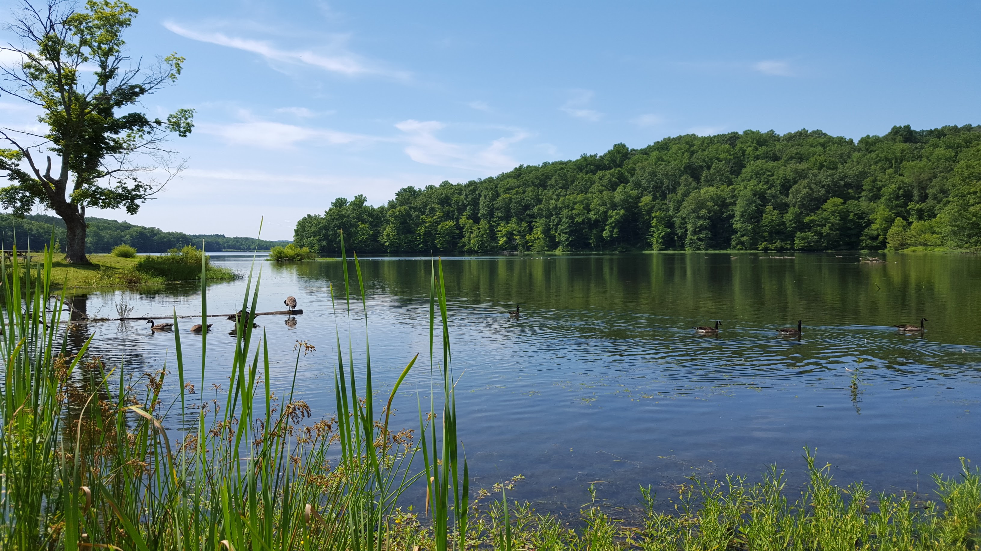 Yellowwood Lake, Yellowwood State Forest, Monroe County, Indiana. June 15, 2016. Photographed by Vanessa M. Snyder.