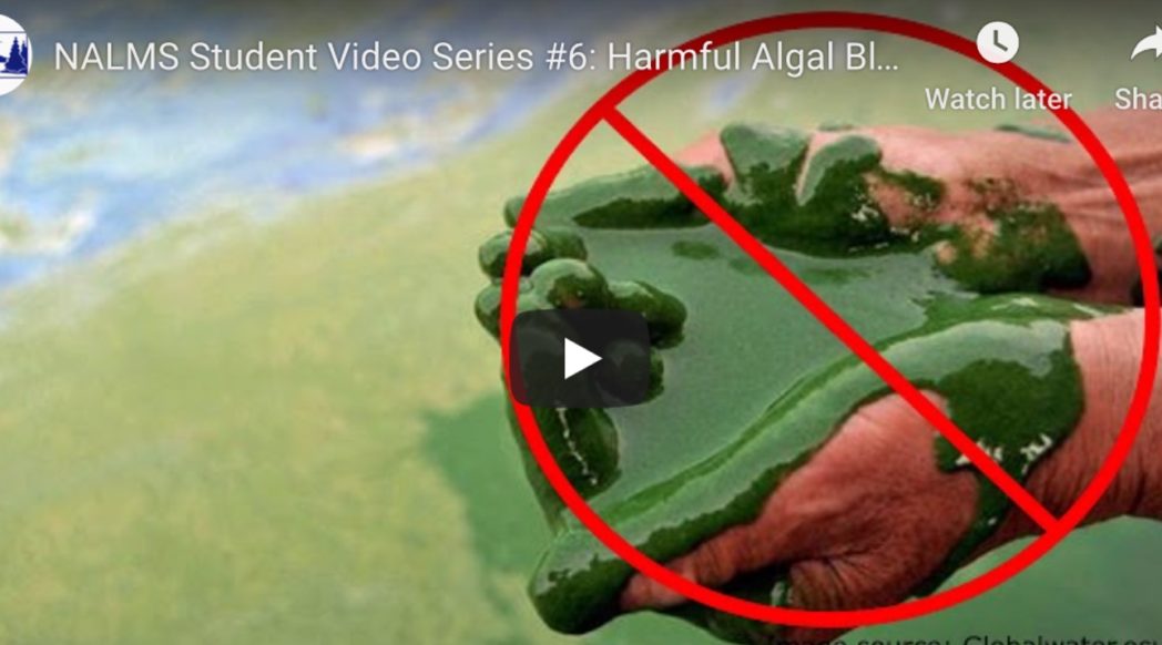 VIDEO | Harmful Algal Blooms (HABs)