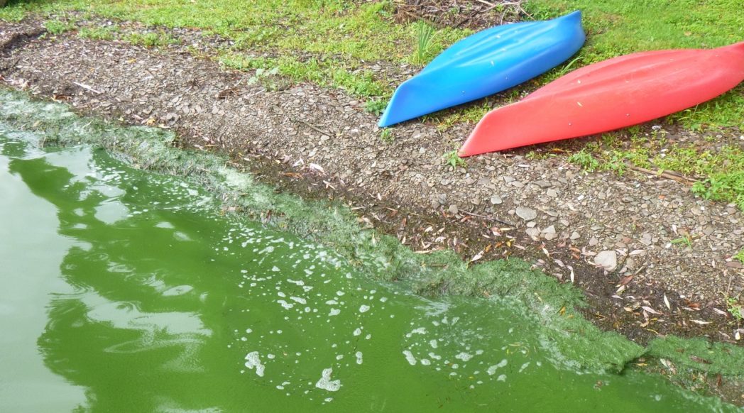 Protecting America's Water from Harmful Algal Blooms | NALMS LakeLine Summer 2015