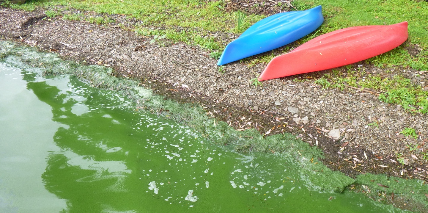 Protecting America's Water from Harmful Algal Blooms | NALMS LakeLine Summer 2015