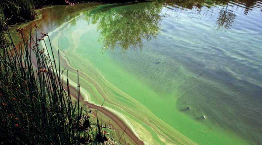 Photo Contest Engages Public with Harmful Algal Blooms | NALMS LakeLine Summer 2015