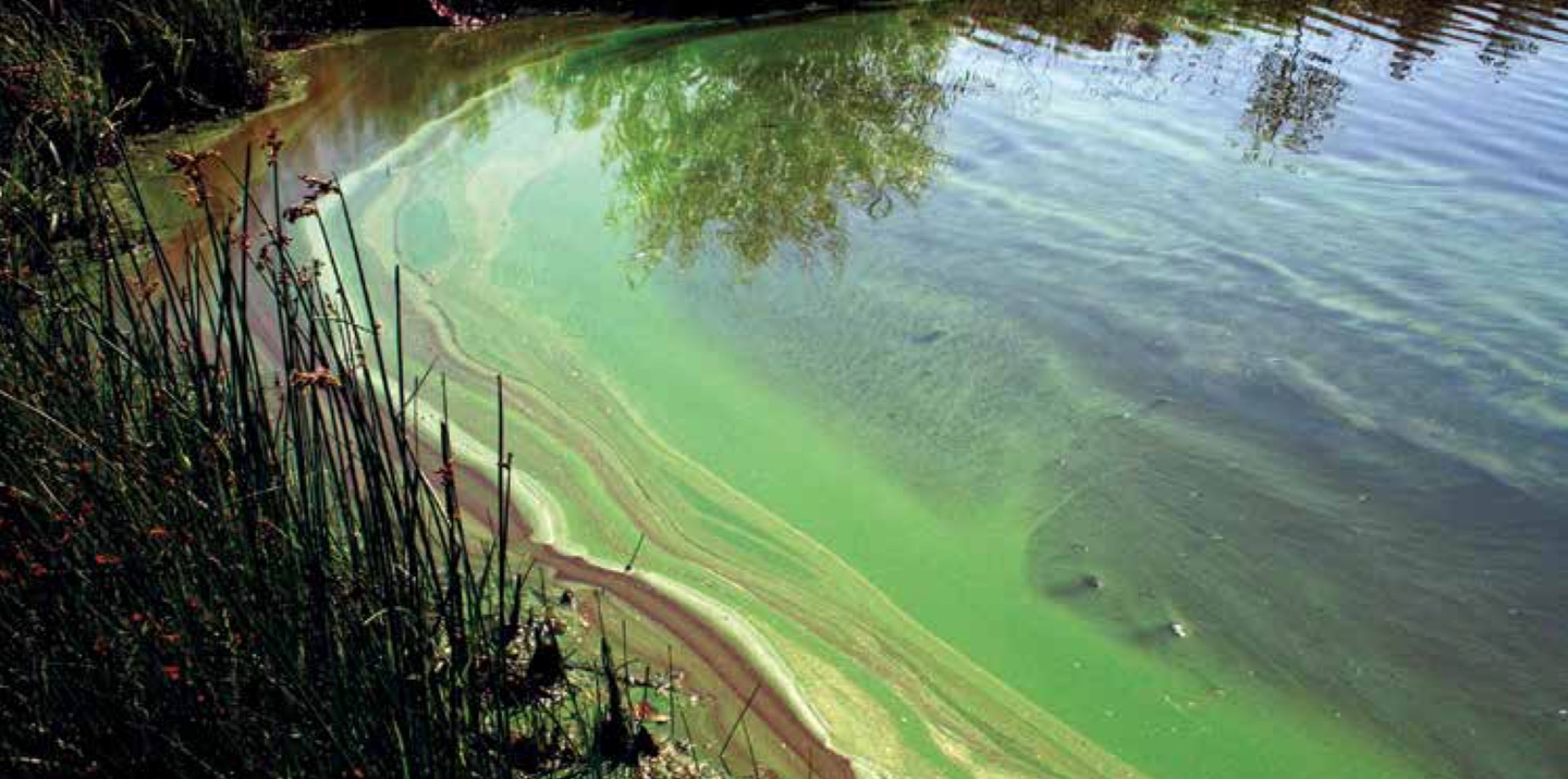 Photo Contest Engages Public with Harmful Algal Blooms | NALMS LakeLine Summer 2015