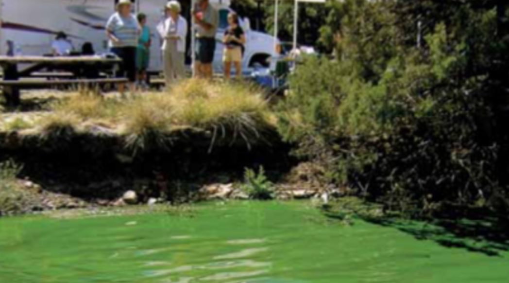 Freshwater Algal Blooms & Public Health | NALMS Lakeline Fall 2012