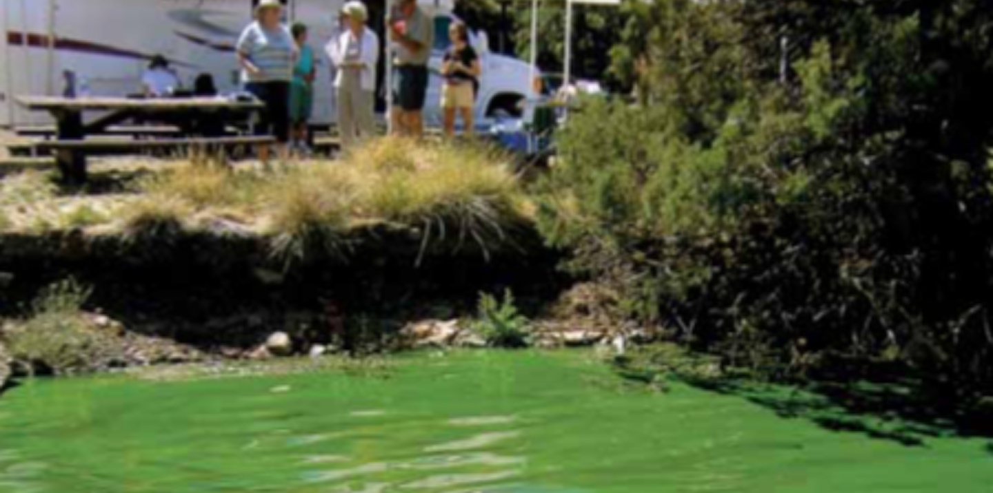 Freshwater Algal Blooms & Public Health | NALMS Lakeline Fall 2012